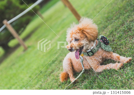 犬と散歩 131415006