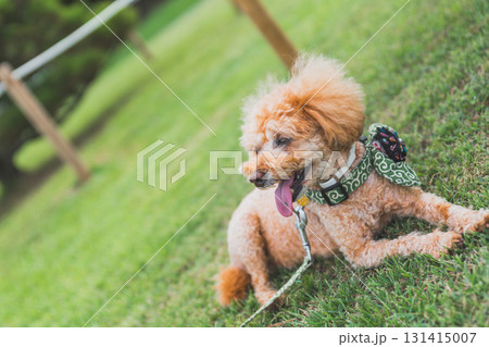 犬と散歩 131415007
