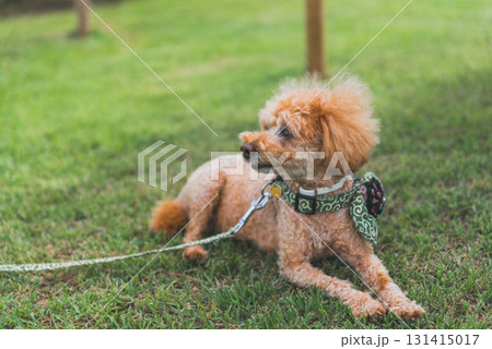 犬と散歩 犬と散歩 131415017