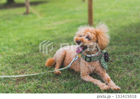 犬と散歩 犬と散歩 131415018