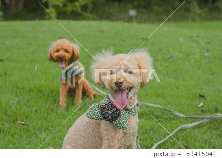 犬と散歩 犬と散歩 131415041
