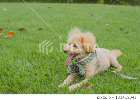犬と散歩 131415043