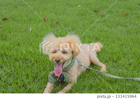 犬と散歩 犬と散歩 131415064