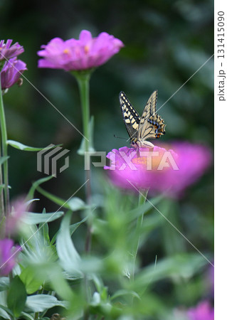ジニアの花とアゲハチョウ ジニアの花とアゲハチョウ 131415090