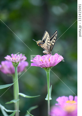 ジニアの花とアゲハチョウ ジニアの花とアゲハチョウ 131415091