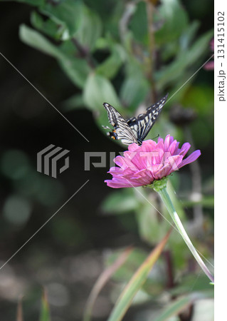 ジニアの花とアゲハチョウ 131415102