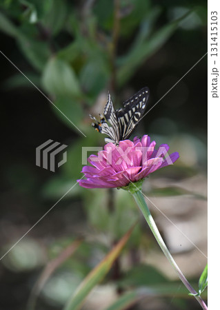 ジニアの花とアゲハチョウ ジニアの花とアゲハチョウ 131415103