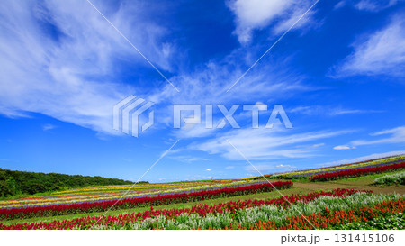 大空と花畑　やくらいガーデン　宮城県 131415106