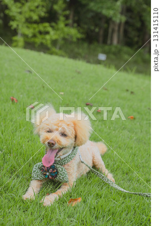 犬と散歩 犬と散歩 131415110