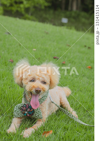 犬と散歩 犬と散歩 131415114