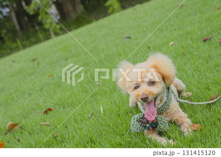 犬と散歩 犬と散歩 131415120