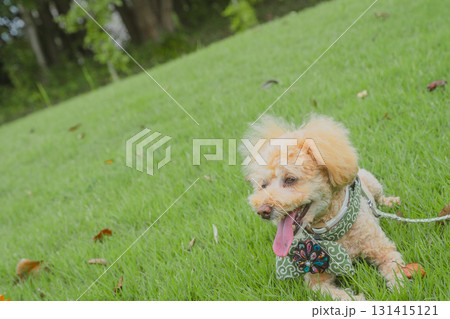 犬と散歩 犬と散歩 131415121