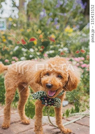 犬と散歩 犬と散歩 131415152