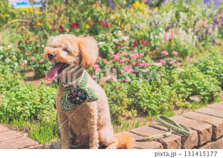 犬と散歩 犬と散歩 131415177