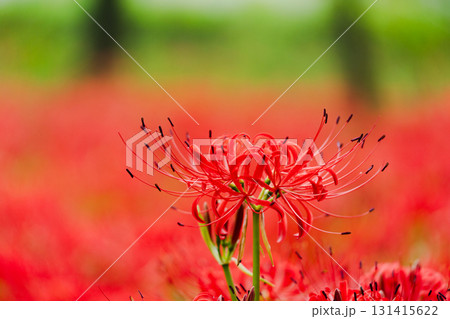 曼珠沙華一輪〜赤の中で際立つ 曼珠沙華一輪〜赤の中で際立つ 131415622