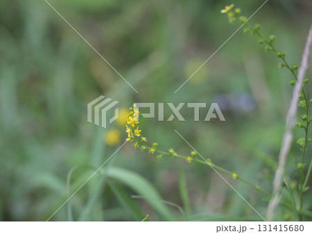 公園に咲くキンミズヒキ 131415680