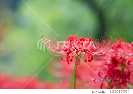 緑に映える彼岸花〜鮮やかな赤い曼珠沙華と柔らかな背景の緑 緑に映える彼岸花〜鮮やかな赤い曼珠沙華と柔らかな背景の緑 131415764
