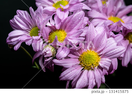 Soft Lavender Chrysanthemums with Dewdrops Against a Dark Background Soft Lavender Chrysanthemums with Dewdrops Against a Dark Background 131415875