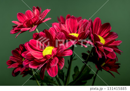 Vibrant Red Chrysanthemums with Dewdrops Against a Deep Green Background Vibrant Red Chrysanthemums with Dewdrops Against a Deep Green Background 131415885