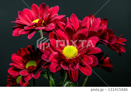 Dramatic Macro of Deep Red Chrysanthemums on a Black Background 131415886