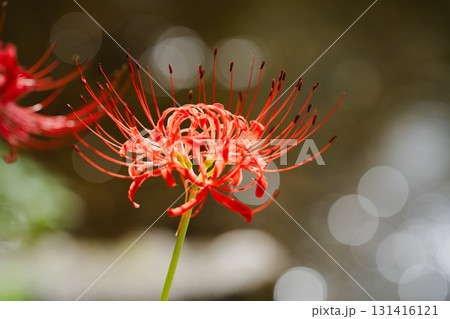 輝く水面と彼岸花〜川辺に咲く赤い曼珠沙華の花 輝く水面と彼岸花〜川辺に咲く赤い曼珠沙華の花 131416121