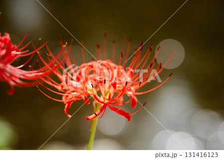 水辺に咲く赤い曼珠沙華〜川の輝きを背景にした彼岸花の花姿 131416123