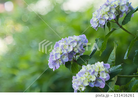 薄紫色の紫陽花 薄紫色の紫陽花 131416261