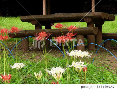 彼岸花 彼岸花 131416523