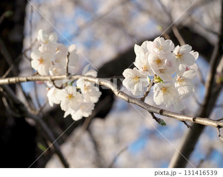 白い桜 131416539