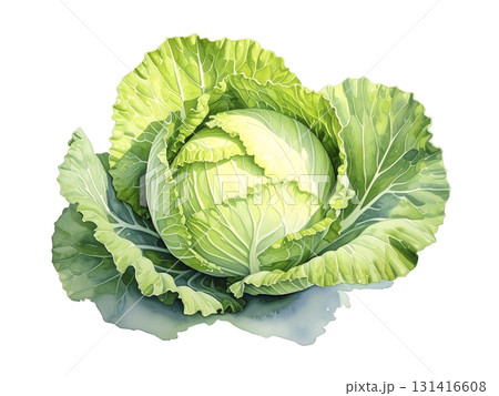 キャベツ　野菜　AI生成画像  131416608