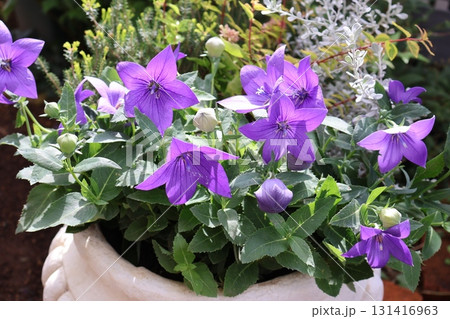 秋の花ききょうの寄せ植え 131416963