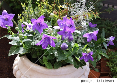 秋の花ききょうの寄せ植え 131416964