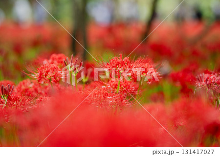 深紅の波　林の奥まで広がる曼珠沙華の群れ 131417027