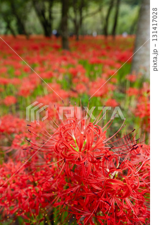 群生の輝き 秋の森を赤く染める彼岸花の絨毯 群生の輝き 秋の森を赤く染める彼岸花の絨毯 131417028