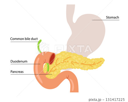 Pancreas or Pancreatic with organs for education material, brochure, website, medical portal, atlas, textbook, presentation, medical, healthcare concepts.	 131417225