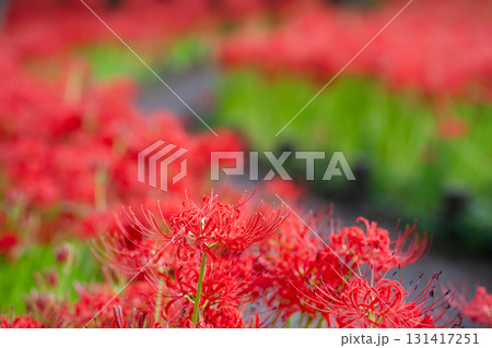 深紅の囁き 陽だまりに浮かぶ曼珠沙華のひとひら 深紅の囁き 陽だまりに浮かぶ曼珠沙華のひとひら 131417251