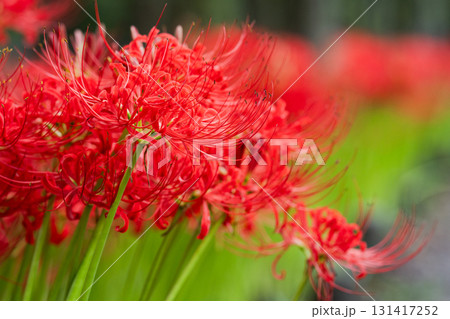 揺れる紅の群れ 緑の小径に咲き誇る曼珠沙華のさざめき 揺れる紅の群れ 緑の小径に咲き誇る曼珠沙華のさざめき 131417252