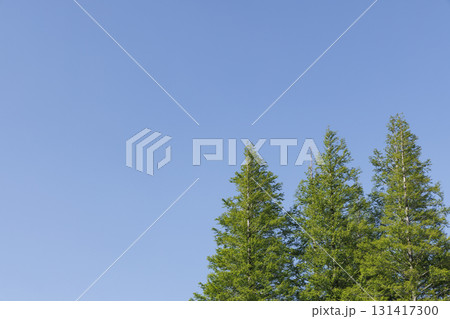 快晴の青空に映えるメタセコイヤの木　01 131417300