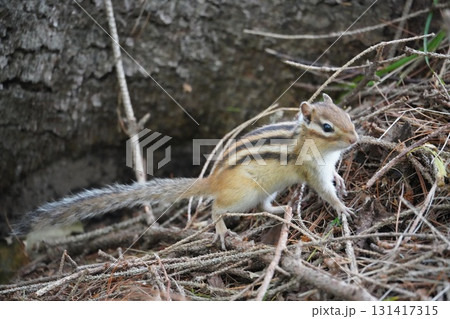 耳を澄まして、尻尾が可愛いシマリス 耳を澄まして、尻尾が可愛いシマリス 131417315
