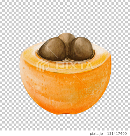 medlar and loquat, an exotic fruit. Orange sweet fruit on a twig. Half and two brown seeds. Watercolor illustration, hand-drawn. High quality illustration 131417490