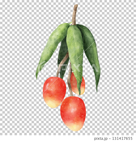 芒果樹和水果的水彩插圖 芒果樹和水果的水彩插圖 131417655