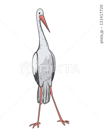 Crane bird in realistic style, high quality detail. Vector illustration 131417720