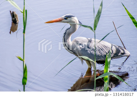 葦とアオサギの居る風景 葦とアオサギの居る風景 131418017