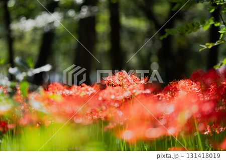 光をまとった華　緑と赤の対比の中で、ひとつの花が光を纏い静かに浮かび上がる。 131418019