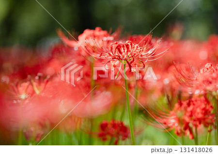 光彩のステージ　逆光が描く光の幕、ひとひらの花が主役の座に輝く。 131418026