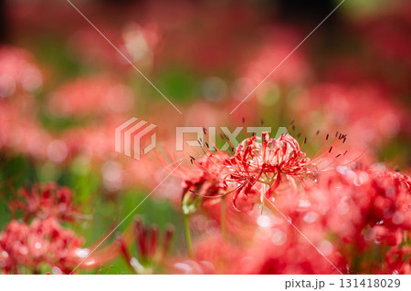 光に透ける朱の華　柔らかな逆光に包まれて、彼岸花の花弁が透き通るように輝く瞬間。 131418029