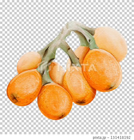 A branch with medlar fruits. The orange oval fruits resemble plums. A tropical delicacy. A large cluster of ripe berries. Botanical watercolor illustration isolated from the background. A branch with medlar fruits. The orange oval fruits resemble plums. A tropical delicacy. A large cluster of ripe berries. Botanical watercolor illustration isolated from the background. 131418192