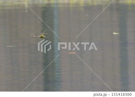 水面の上を飛ぶトンボ 131418300