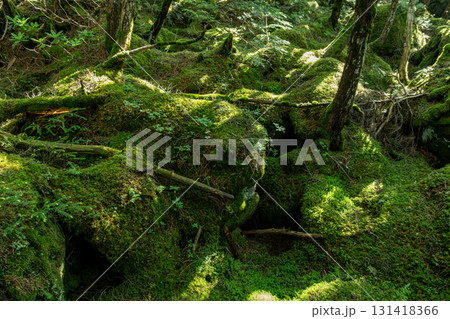 苔の森　八ヶ岳 131418366