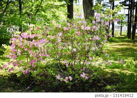 Blooming rhododendron shrub with pink flowers in spring, Primorsky Krai, Russian Far East, natural landscape with fresh green foliage. Blooming rhododendron shrub with pink flowers in spring, Primorsky Krai, Russian Far East, natural landscape with fresh green foliage. 131418412
